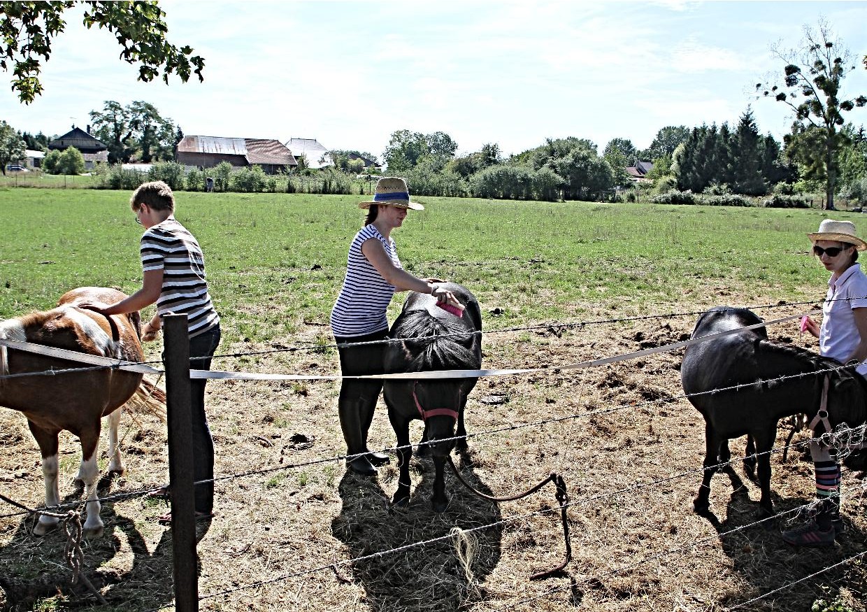 les poneys sont bichonnés
